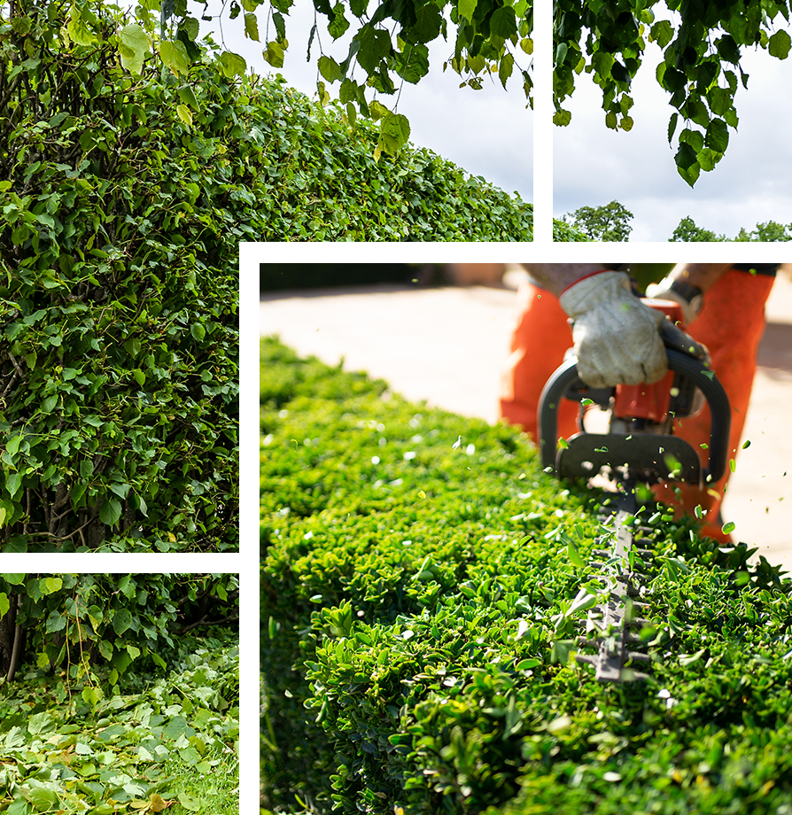 Hedge Trimming