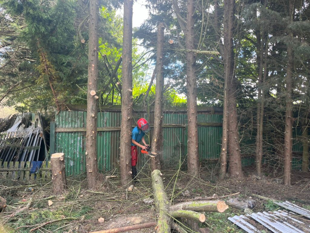 Tree Surgery and Tree Removal Kent