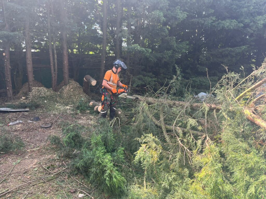 Tree Surgery and Tree Removal Kent