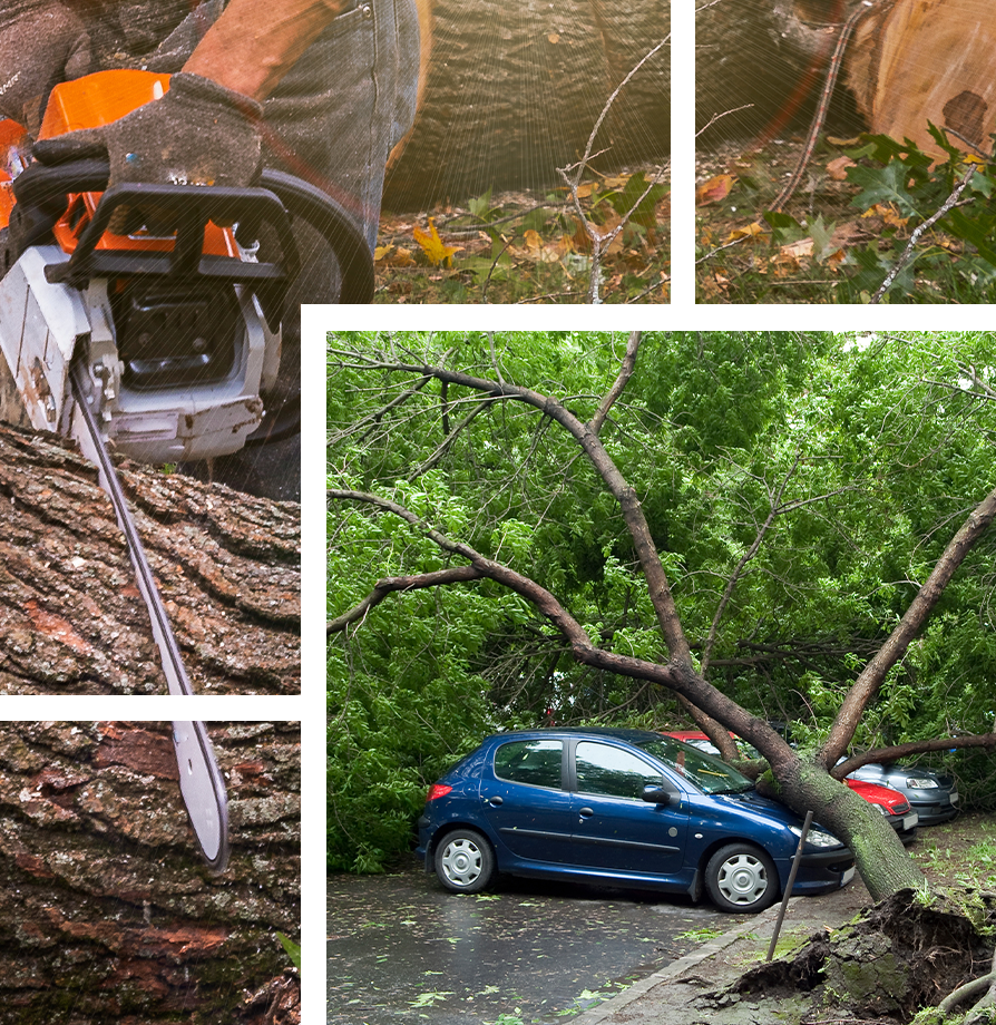 Emergency Tree Removal