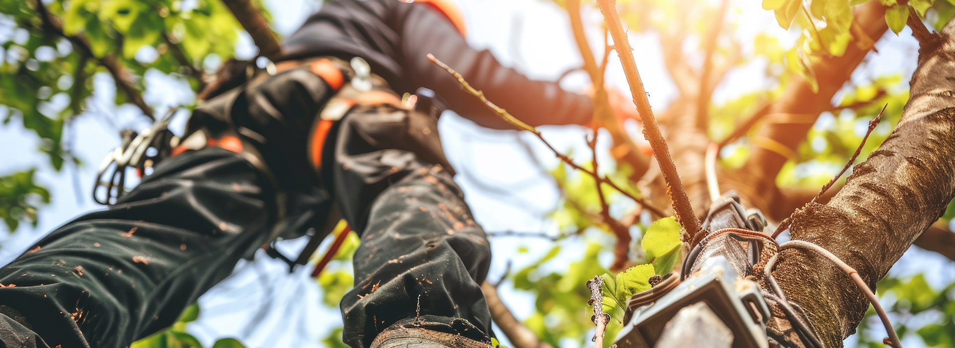 Tree Pruning Kent | Tree Pruning Services Sittingbourne