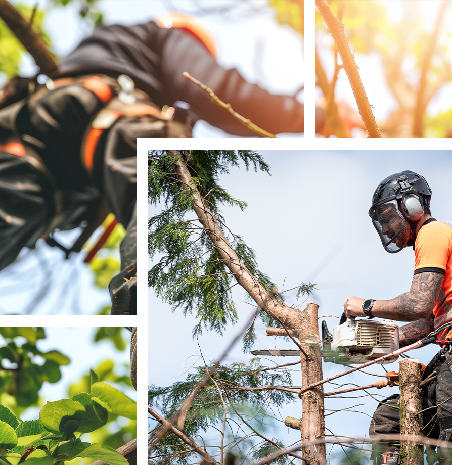 Tree Pruning Kent