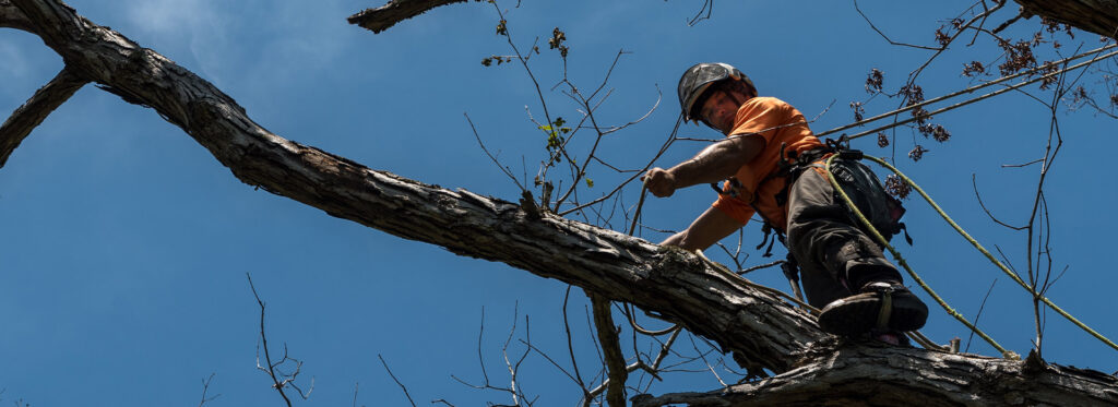 Tree Removal