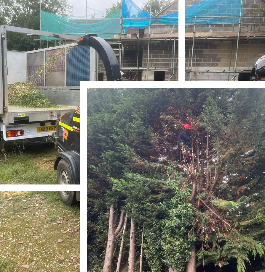 Tree Removal Kent