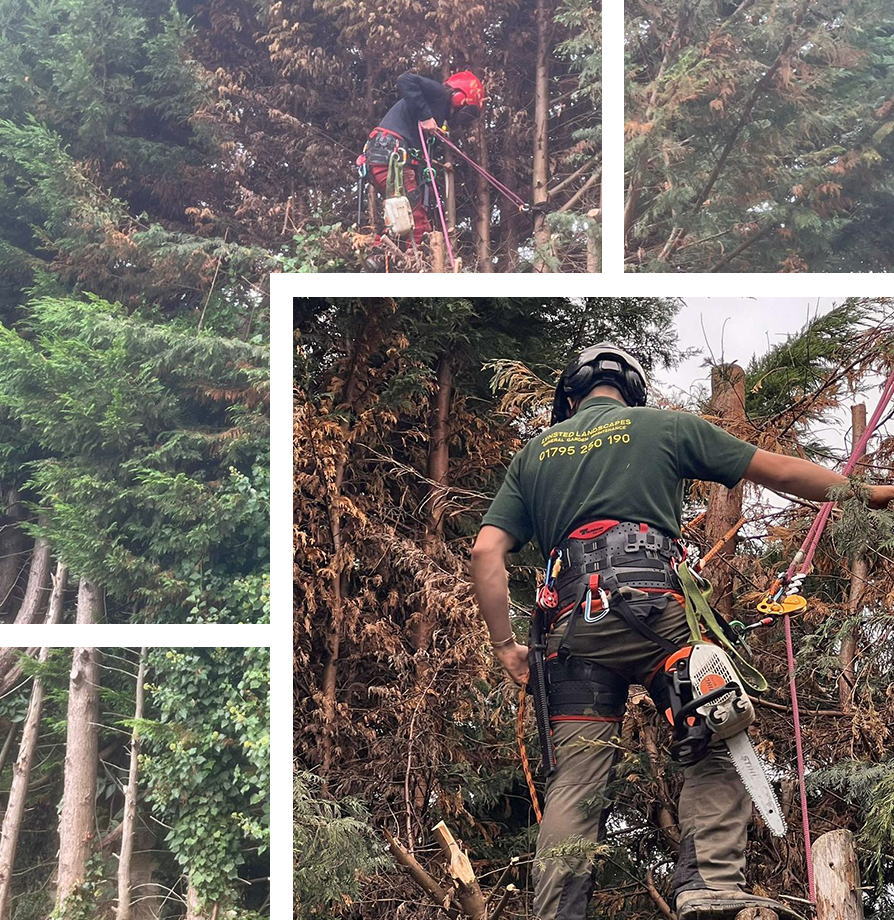 Tree Surgery Borough Green