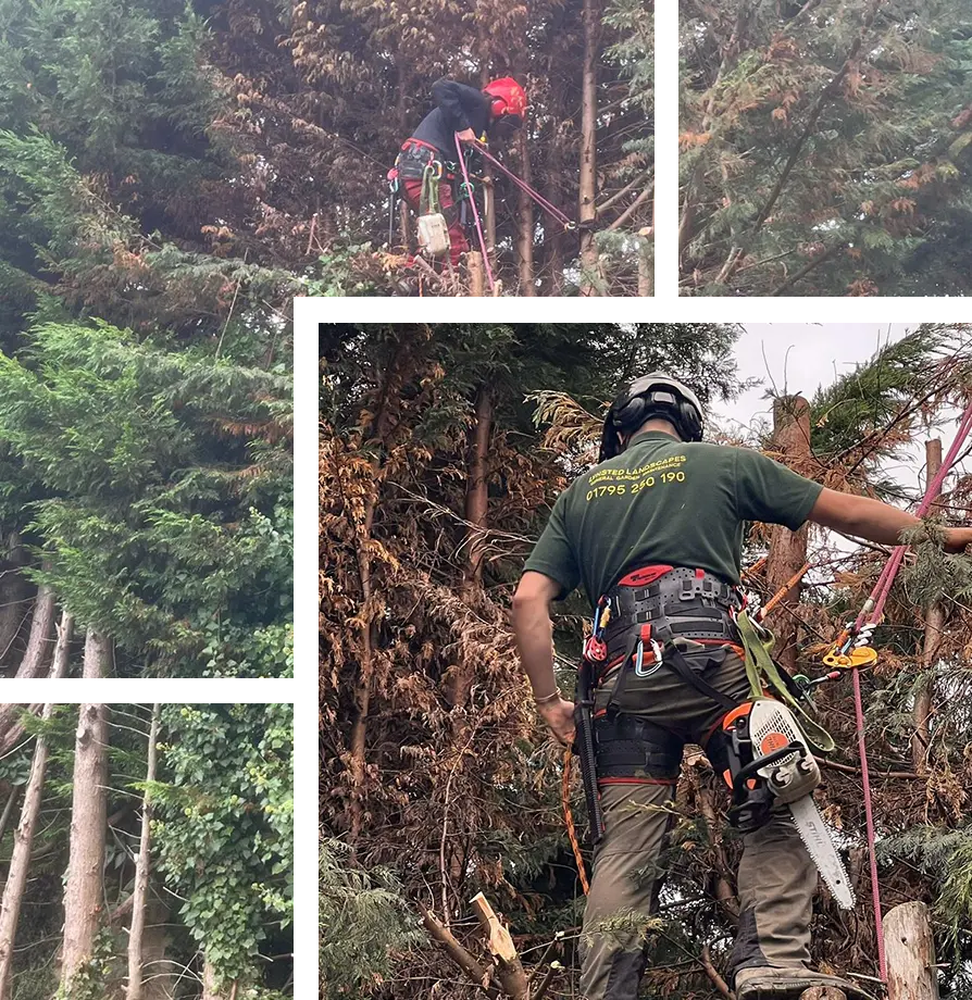 Tree Surgery Higham