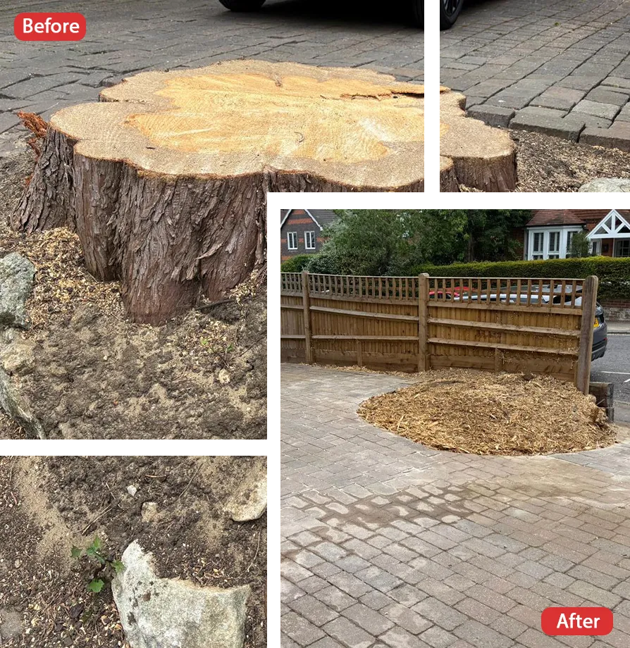 Tree Surgeon in Faversham