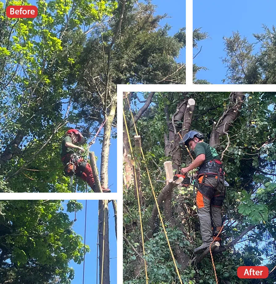 Tree Surgeon in Lynsted