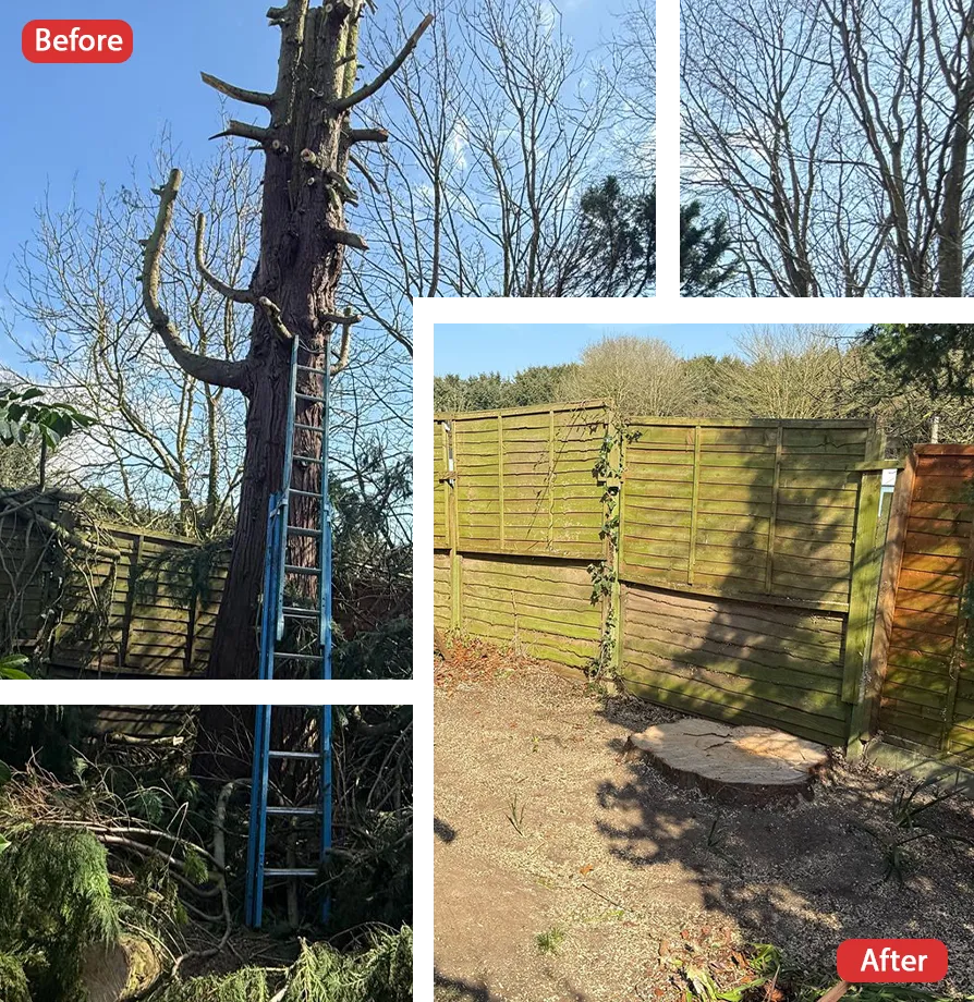Tree Surgeon in Medway