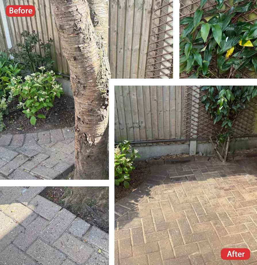 Tree Surgeon in Medway