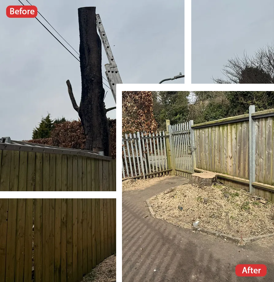 Tree Surgeon in Tonbridge